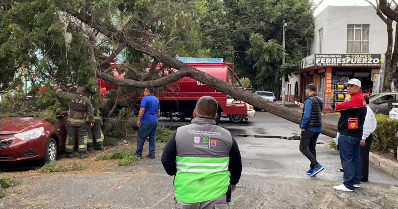 CdMx: Activan alerta amarilla por fuertes lluvias; reportan la caída de árboles