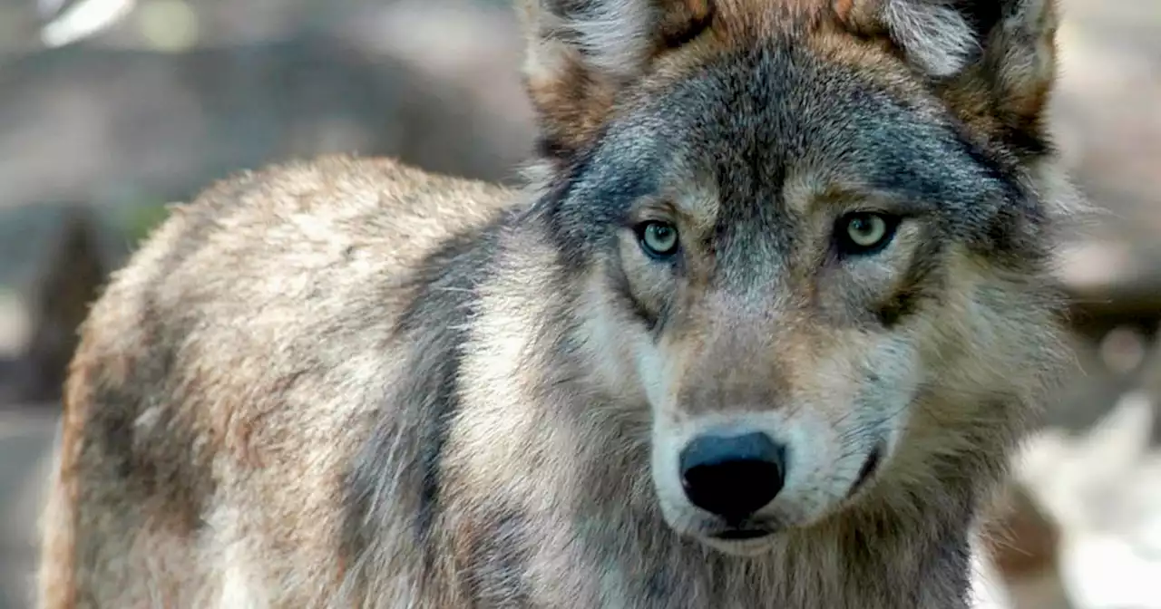 Utah lawmakers throw yet another wad of cash at anti-wolf activists