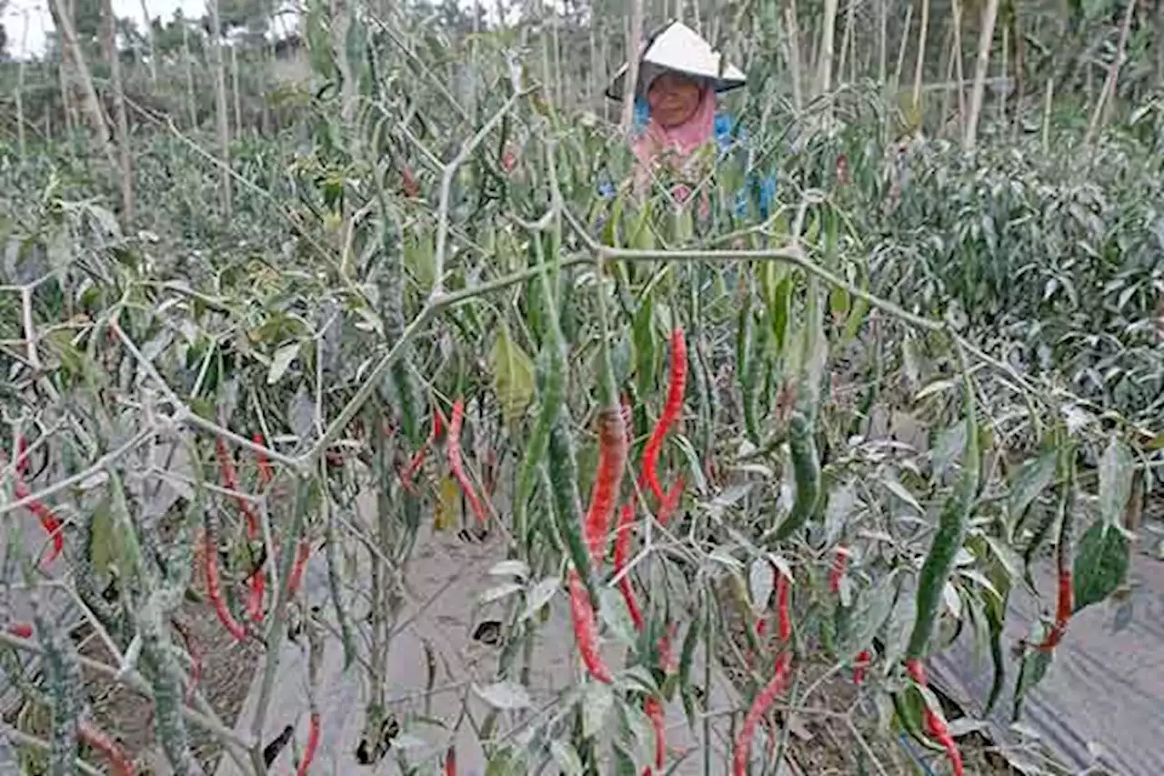 Ribuan Hektare Lahan Pertanian di Magelang Terdampak Abu Vulkanis Gunung Merapi