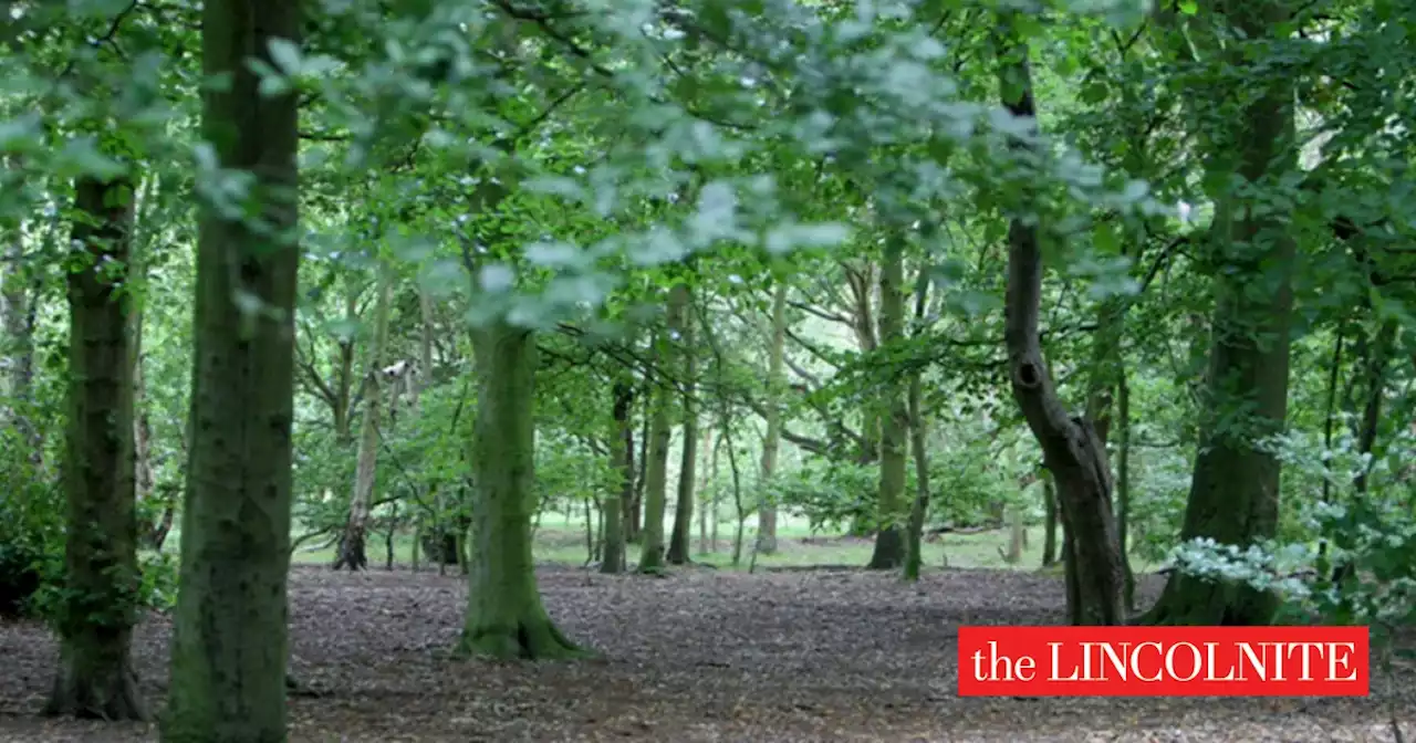 Boston and South Holland come bottom of study into England's tree coverage