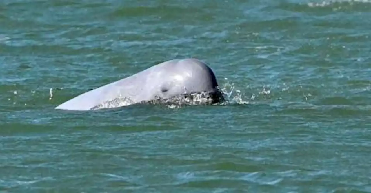 The battle to save Cambodia’s river dolphins from extinction