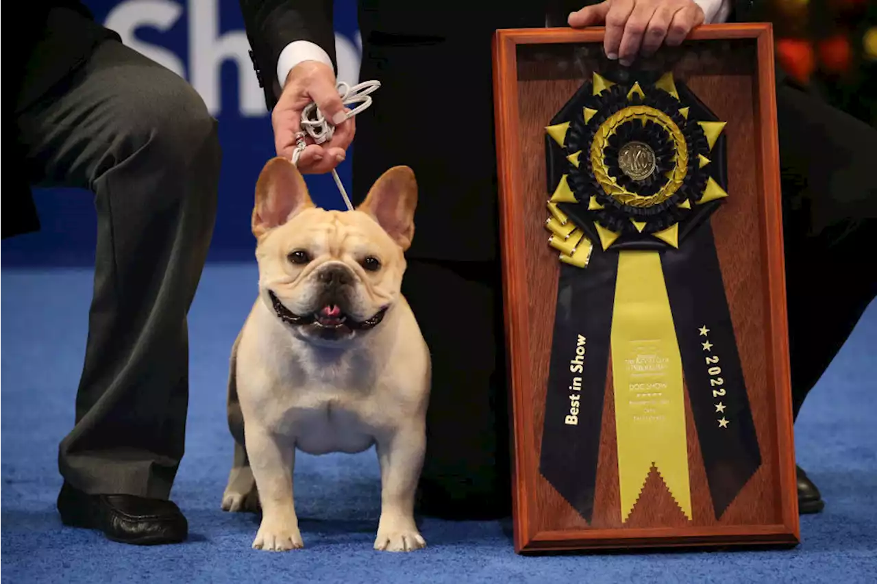 America Has a New Top Dog Breed for the First Time in Decades