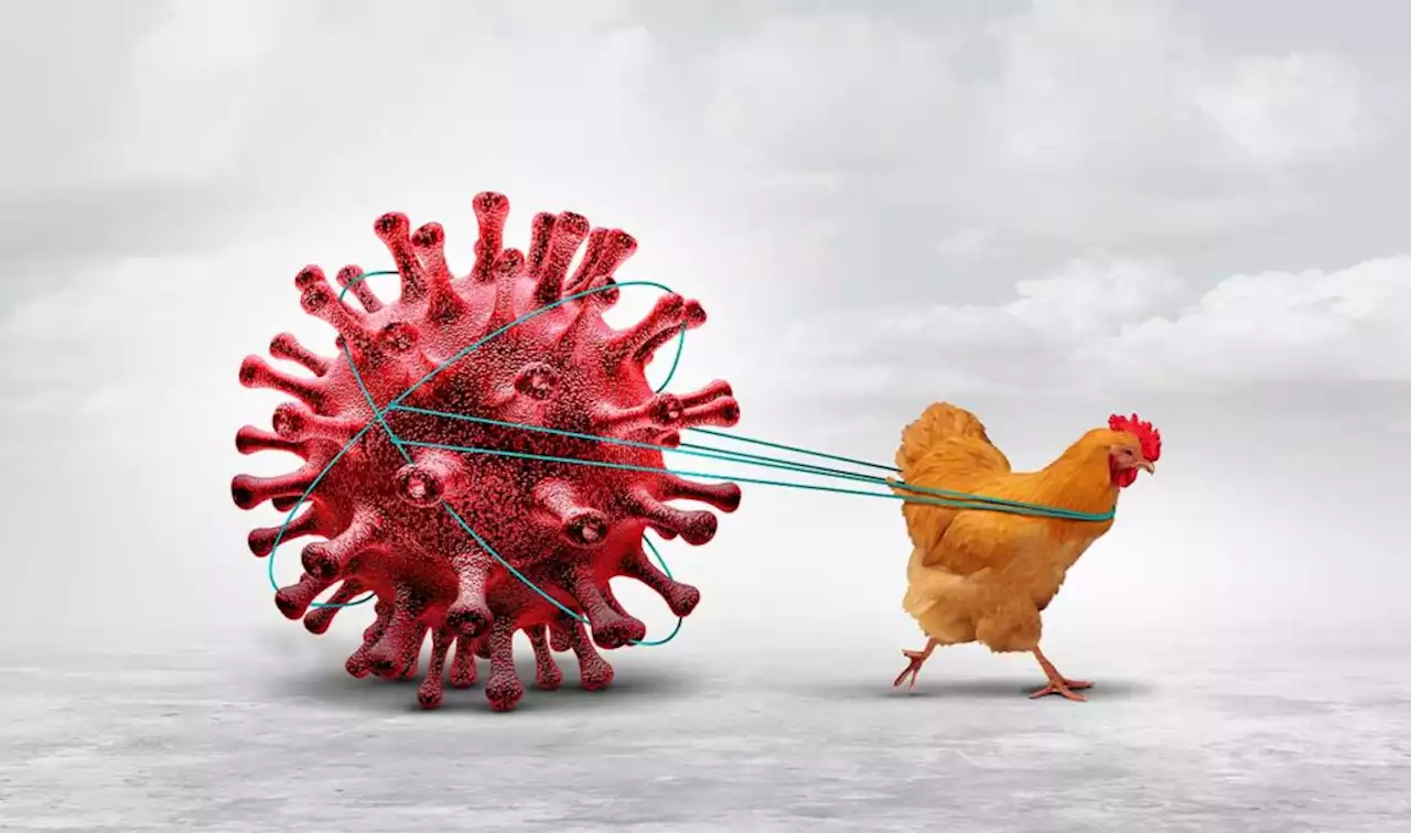 ¿Qué es el virus H5N1? | UNAM Global