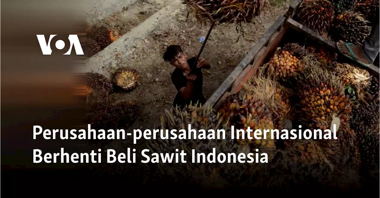 Perusahaan-perusahaan Internasional Berhenti Beli Sawit Indonesia