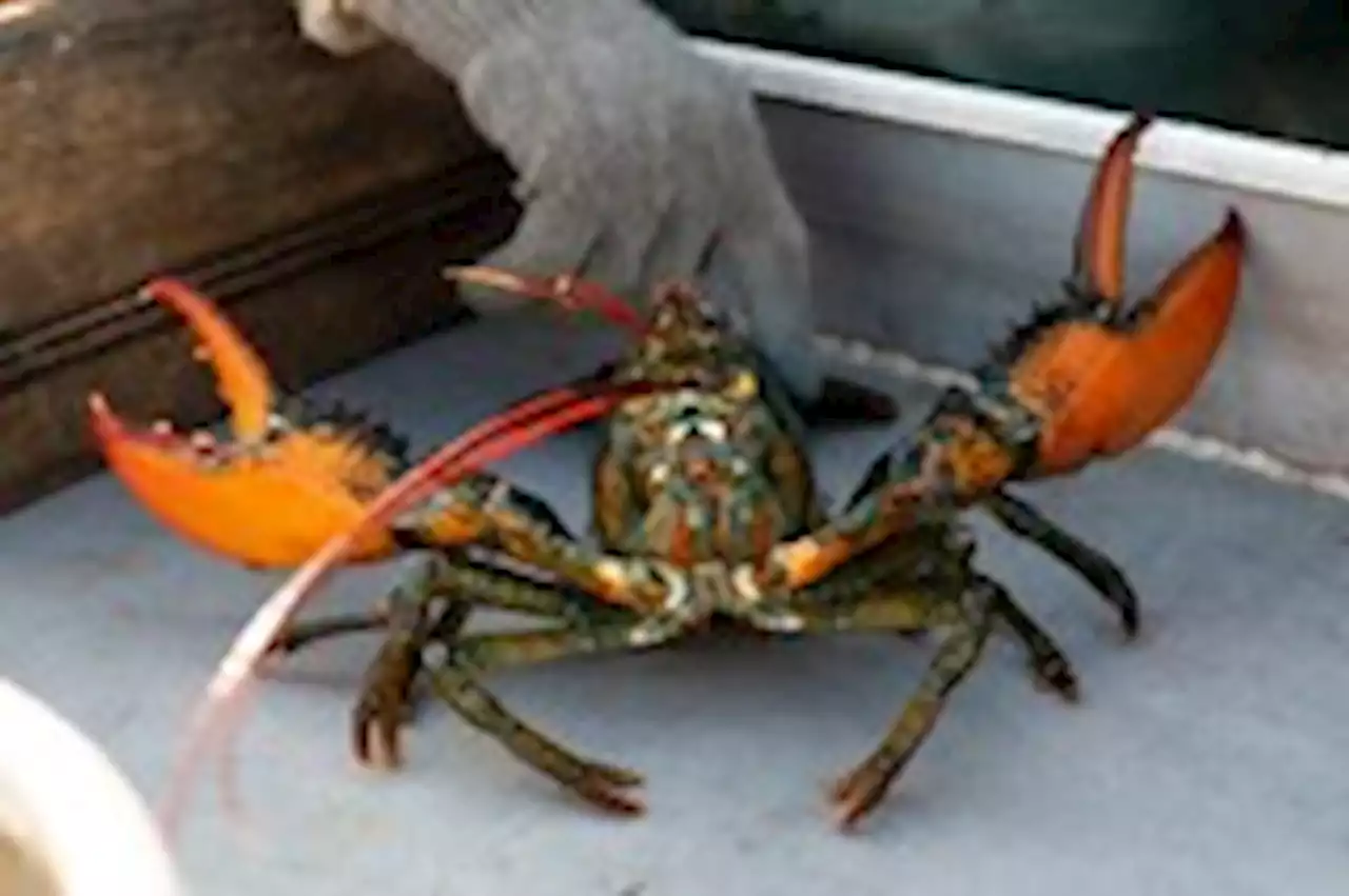 Crustacean defamation? Maine lobstermen sue aquarium over do-not-eat list.