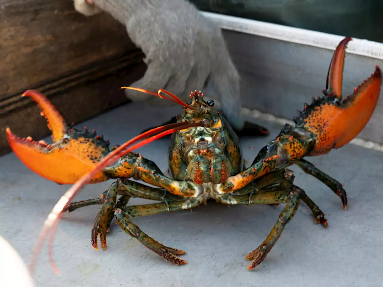 The Maine lobster industry sues California aquarium over a do-not-eat listing