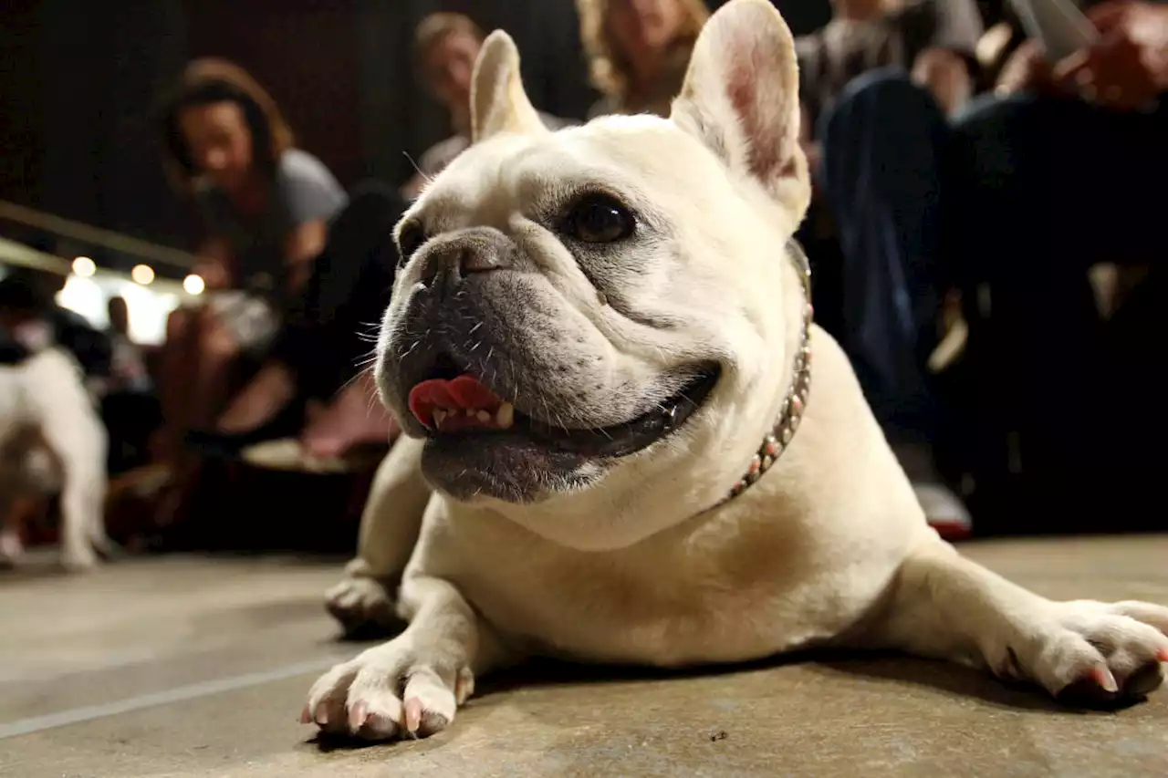 Beloved and debated, French bulldog becomes top US dog breed