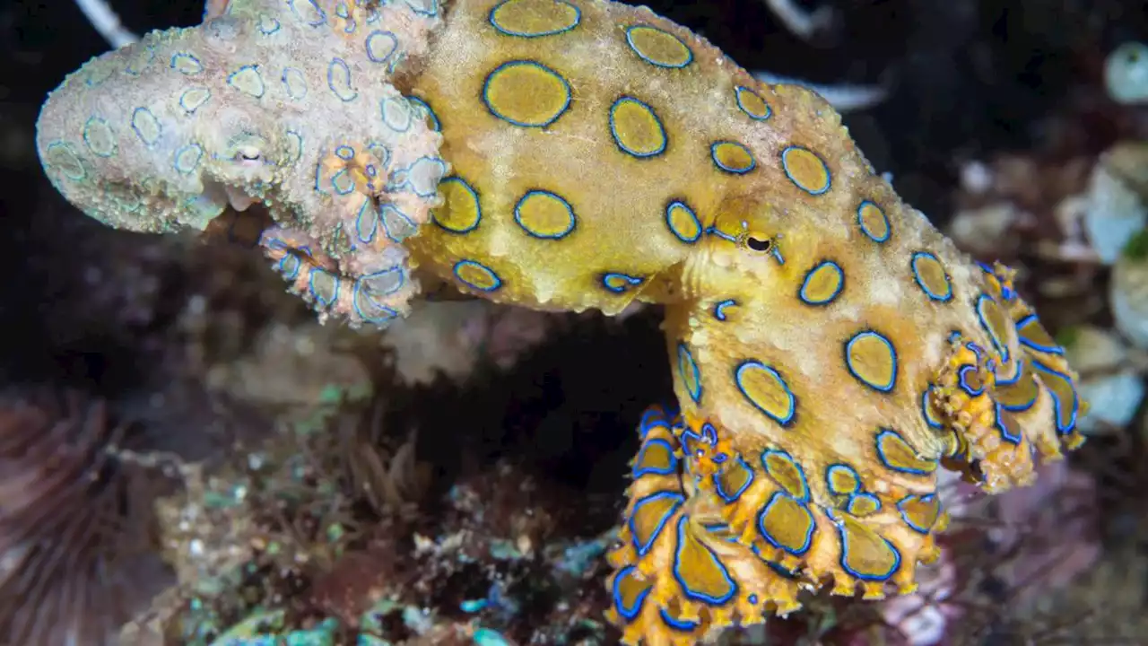 Woman bitten multiple times by blue-ringed octopus at popular Sydney beach