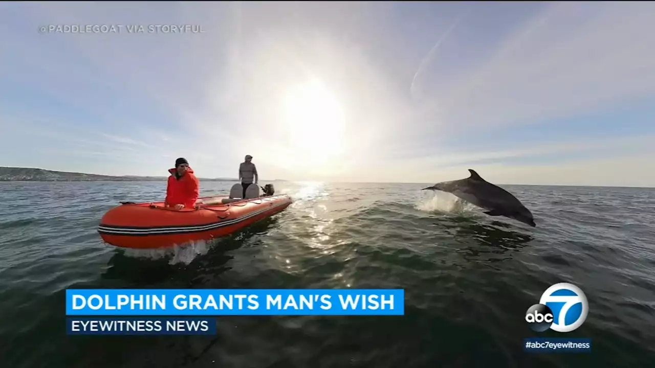 Friendly dolphins delight boaters with breathtaking moment off Dana Point in California