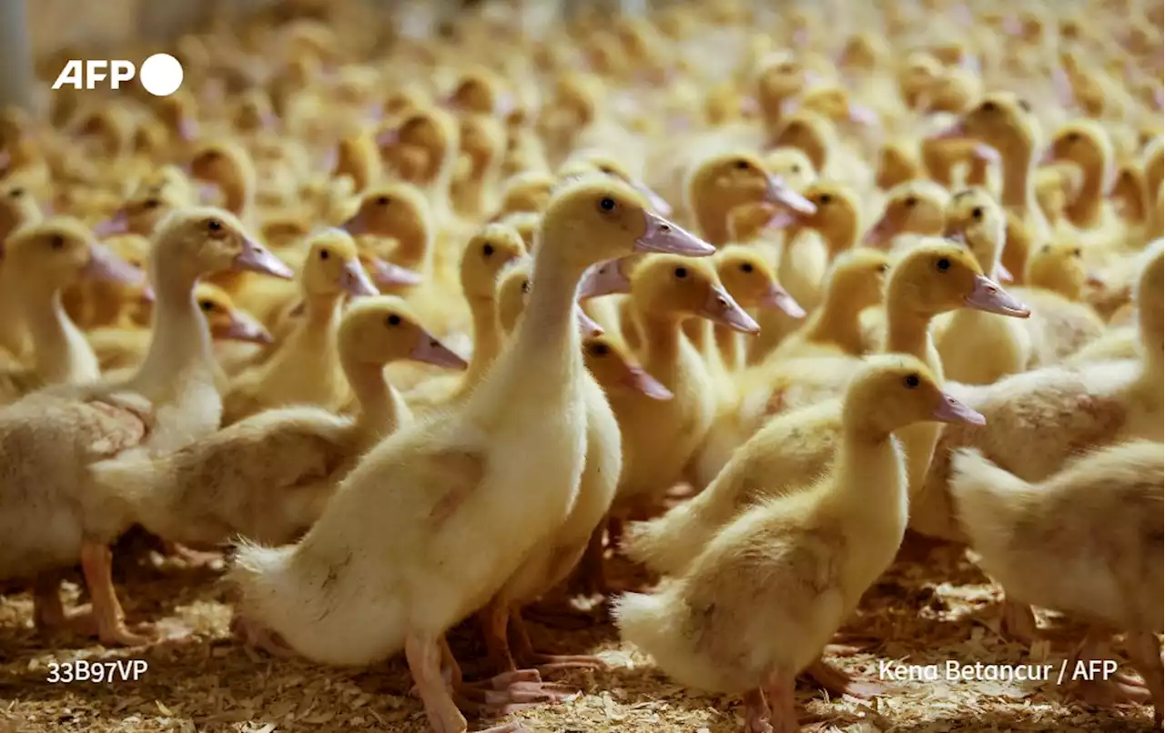 New York contre New York: la guerre du foie gras