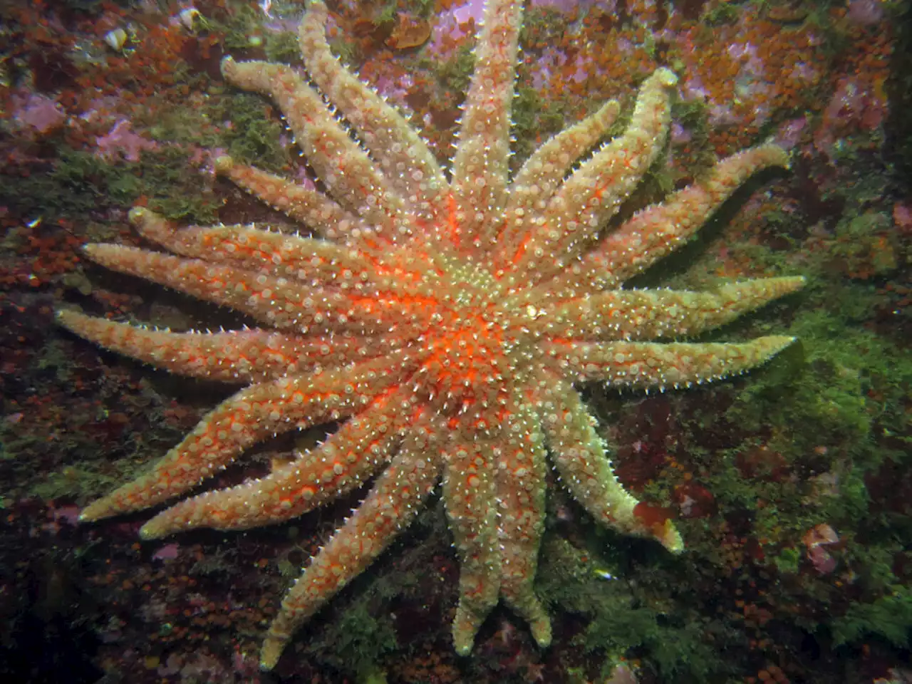 Threatened listing proposed for sunflower sea star after population devastated by wasting disease