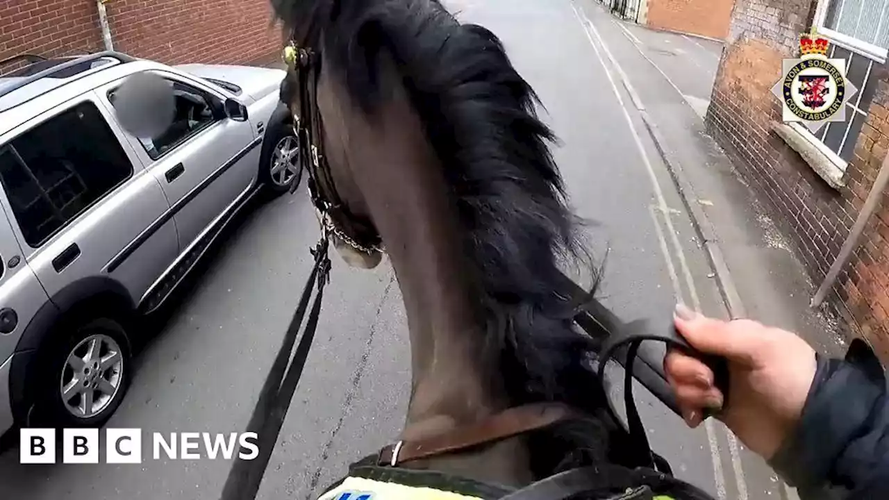 Police on horseback ride after driver using phone