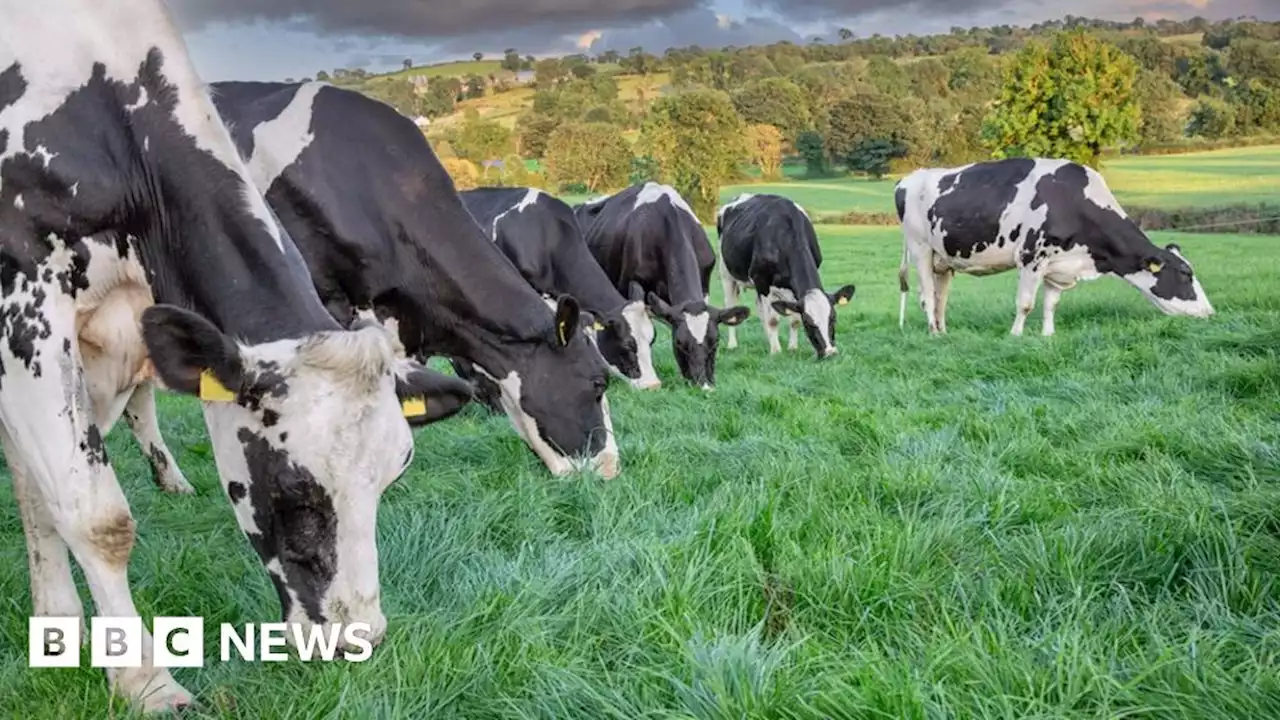 Agriculture: NI land prices rise to record highs