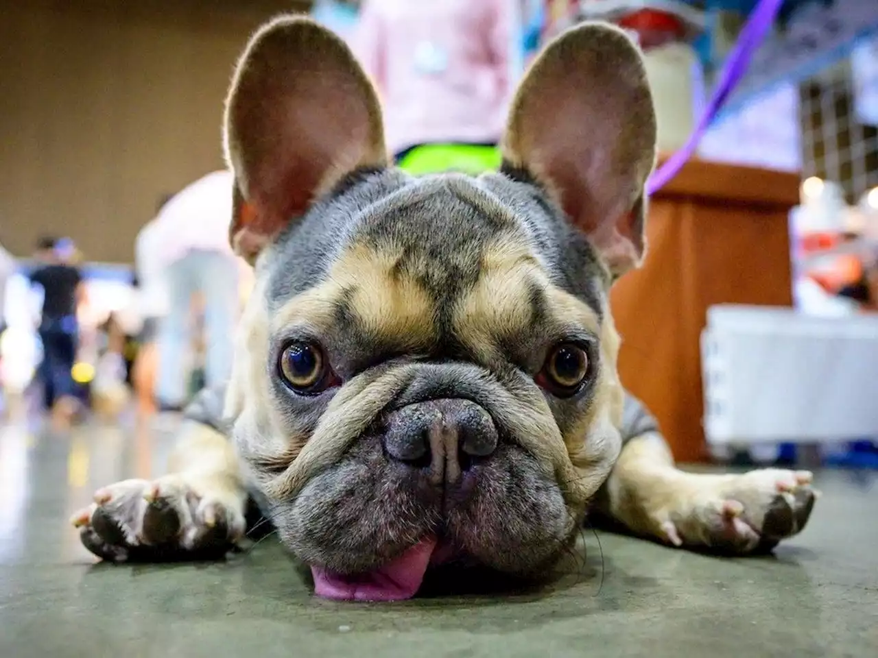 French bulldog becomes top U.S. dog breed, while Labs still rule in Canada