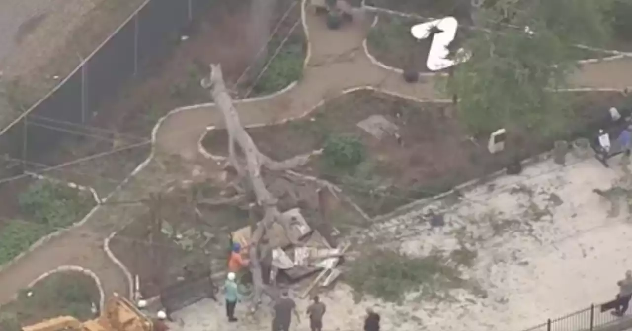 7 injured after large tree limb falls at San Antonio Zoo