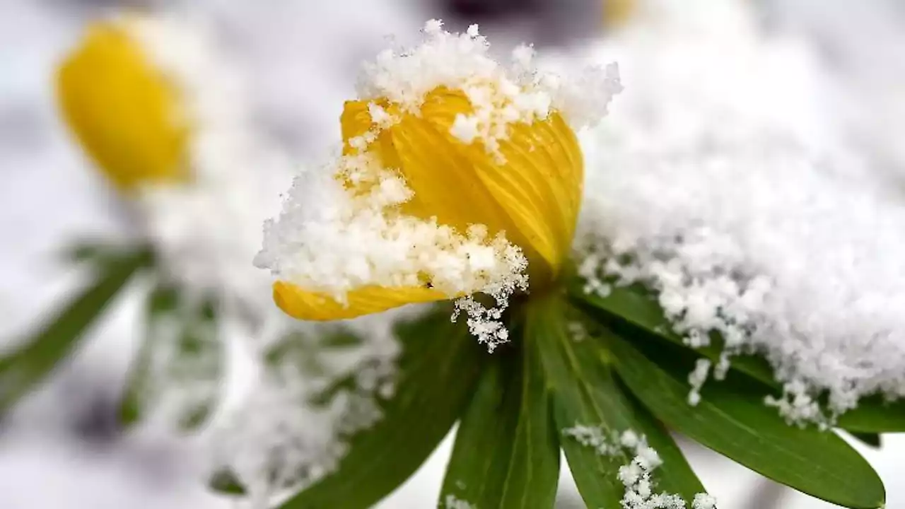 Frühling setzt sich gegen Märzwinter durch