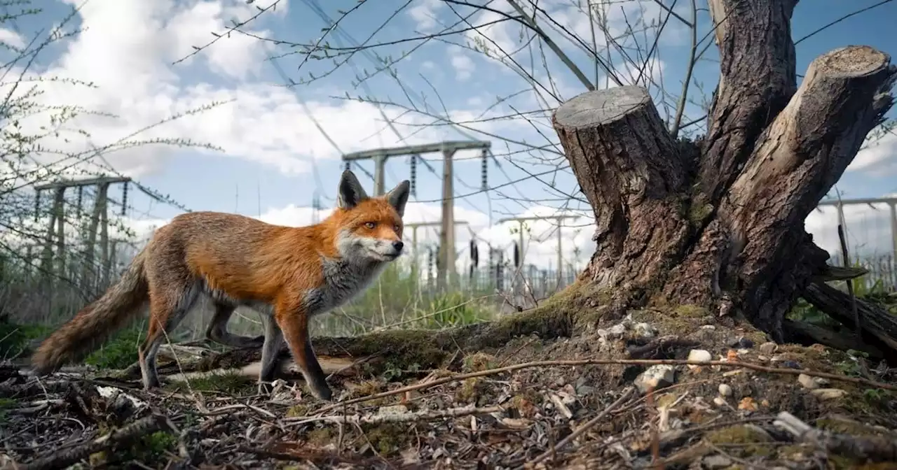 Concurso de Vida Silvestre: las mejores imágenes de la naturaleza de Reino Unido