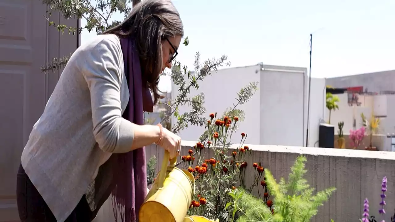 ¿Puede convertirse un gigante como la Ciudad de México en un refugio para las aves? Ellas apuestan a que sí | CNN