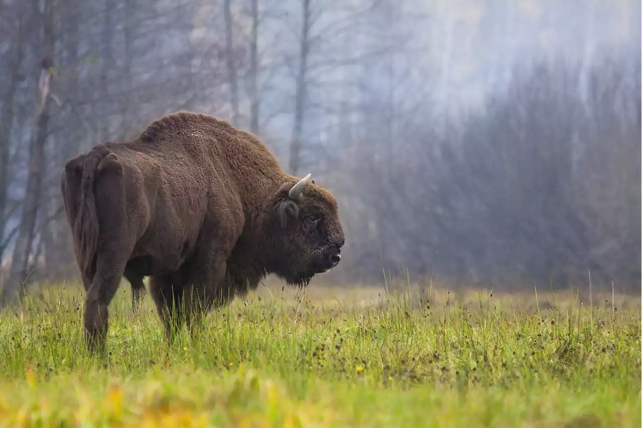 Kane County forest preserve may once again become home to bison