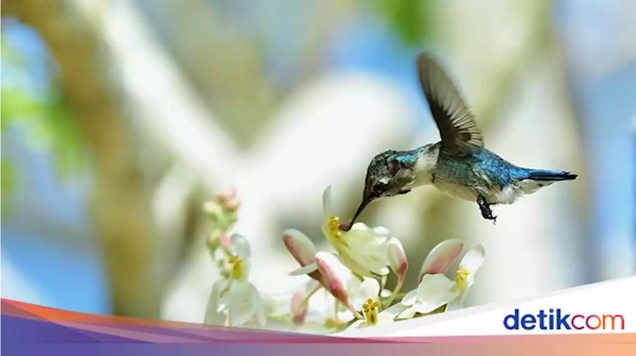 Burung Kolibri: Taksonomi, Ukuran, Bentuk Tubuh, Makanan, dan Masa Hidupnya