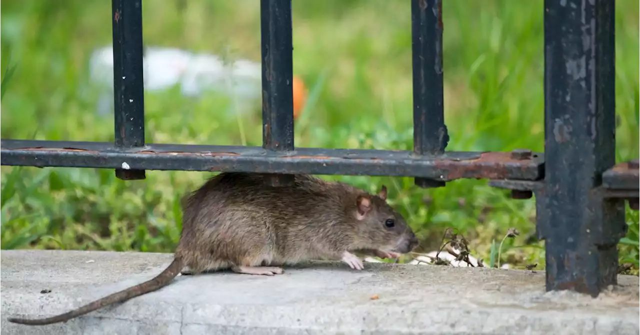 Customers Sue Manhattan Restaurant for Alleged Rat in Soup