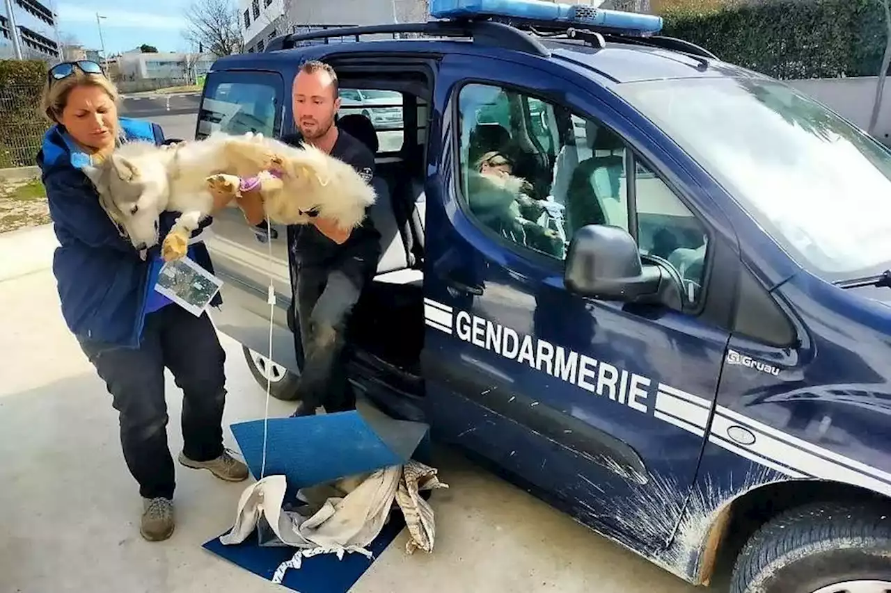 Chiens empoisonnés à Vauvert : deux autres chiens intoxiqués, l'un d'eux est mort