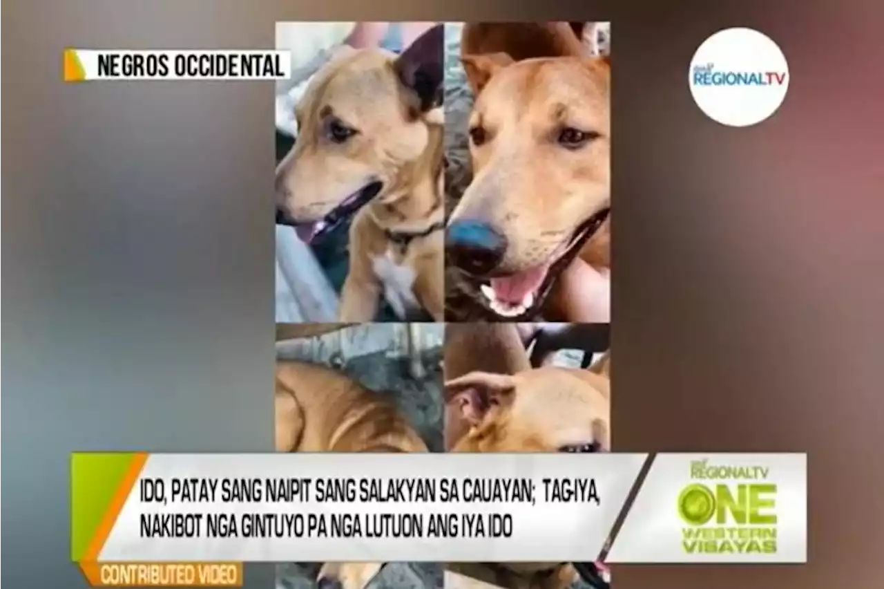 Fur parents in Negros Occidental to file charges vs neighbor who 'butchered' pet