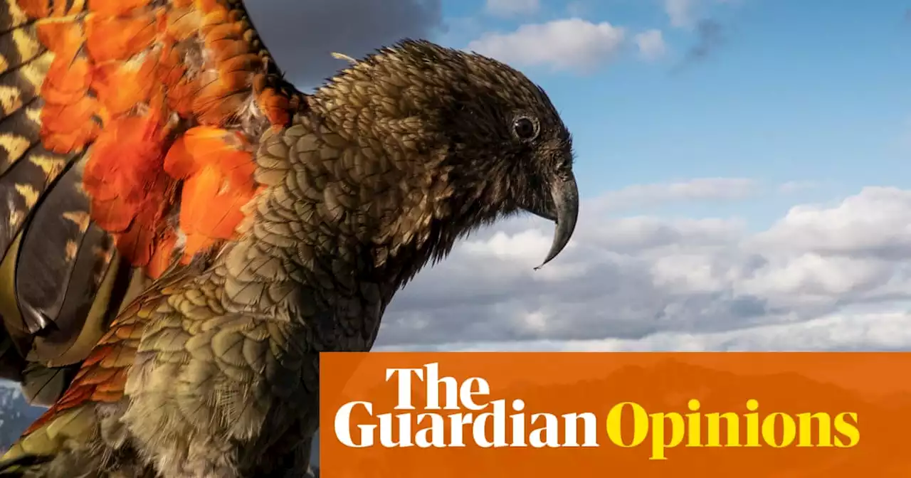 The New Zealanders have finally done it – they’ve turned me into a bird-lover | Rebecca Shaw