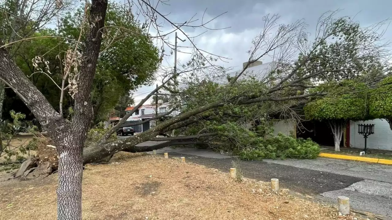 Advierten que fuertes vientos y tormentas provocarían 'caída masiva' de árboles en el Valle de México