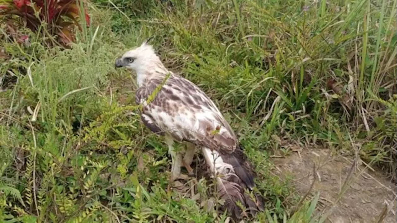 Pinsker’s hawk-eagle rescued, freed near Mt. Apo