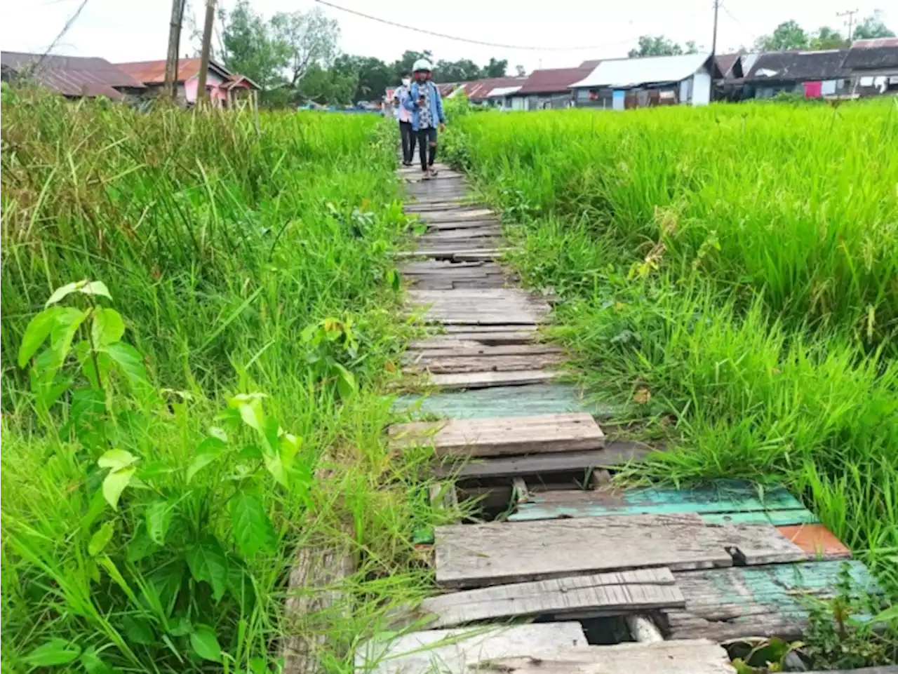 Lahan Pertanian di Banjarmasin Terus Berkurang, Petani Jangan Dianggap Profesi Rendahan