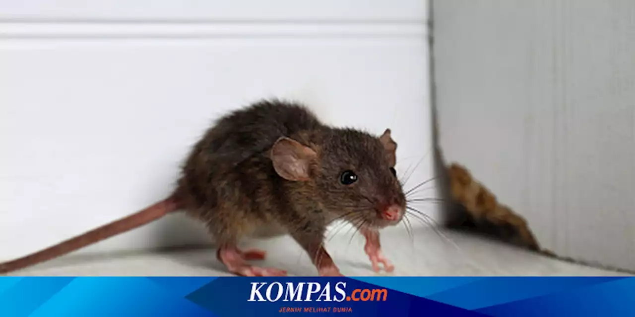 Cara Mengusir Tikus dari Rumah: Pelihara Kucing dan Minyak Peppermint