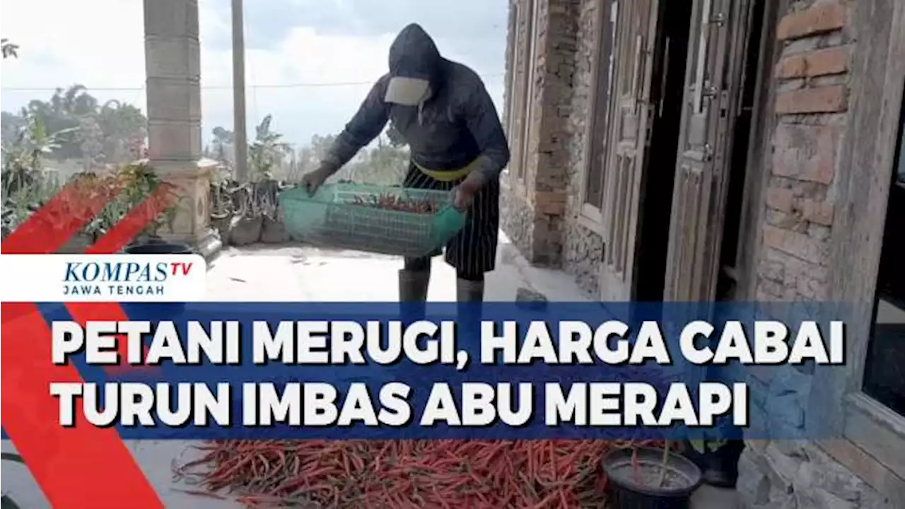 Petani Merugi, Harga Cabai Turun Imbas Abu Merapi