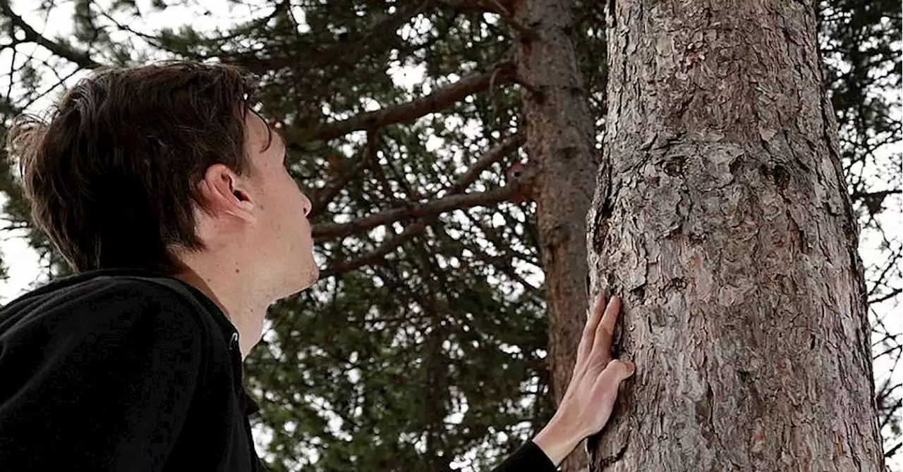 Aix : mésange versus chenille