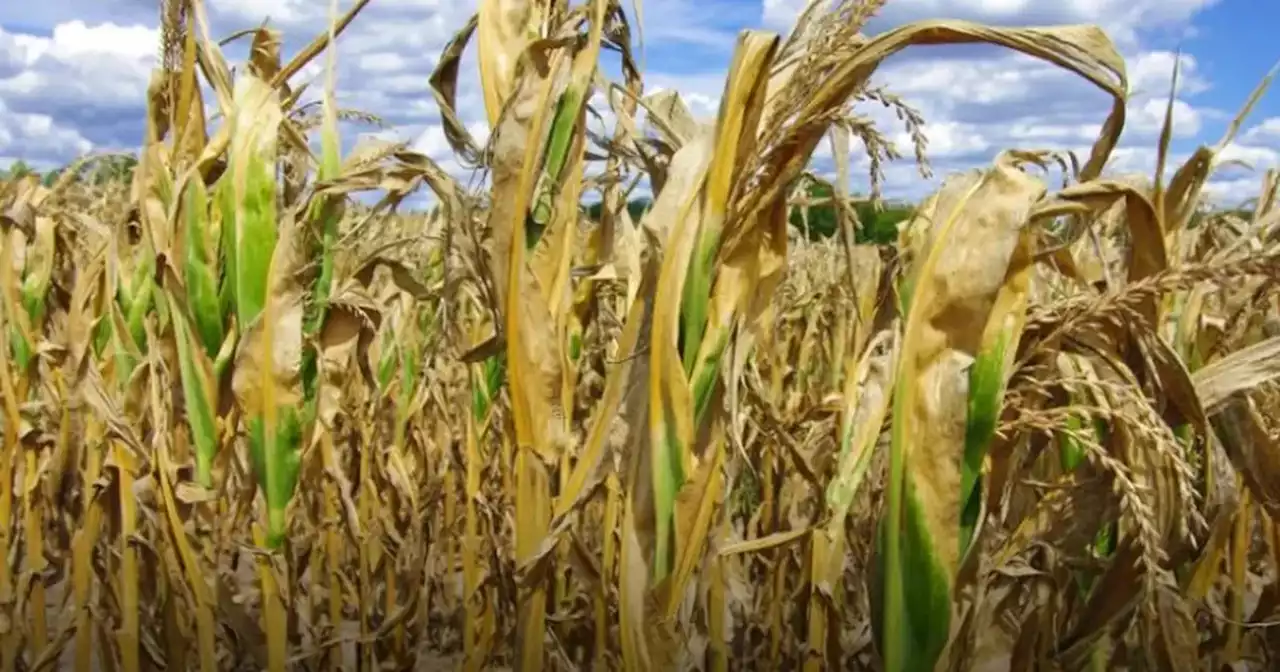 Números alarmantes: vuelven a recortar la estimación de soja y maíz | Agricultura | La Voz del Interior