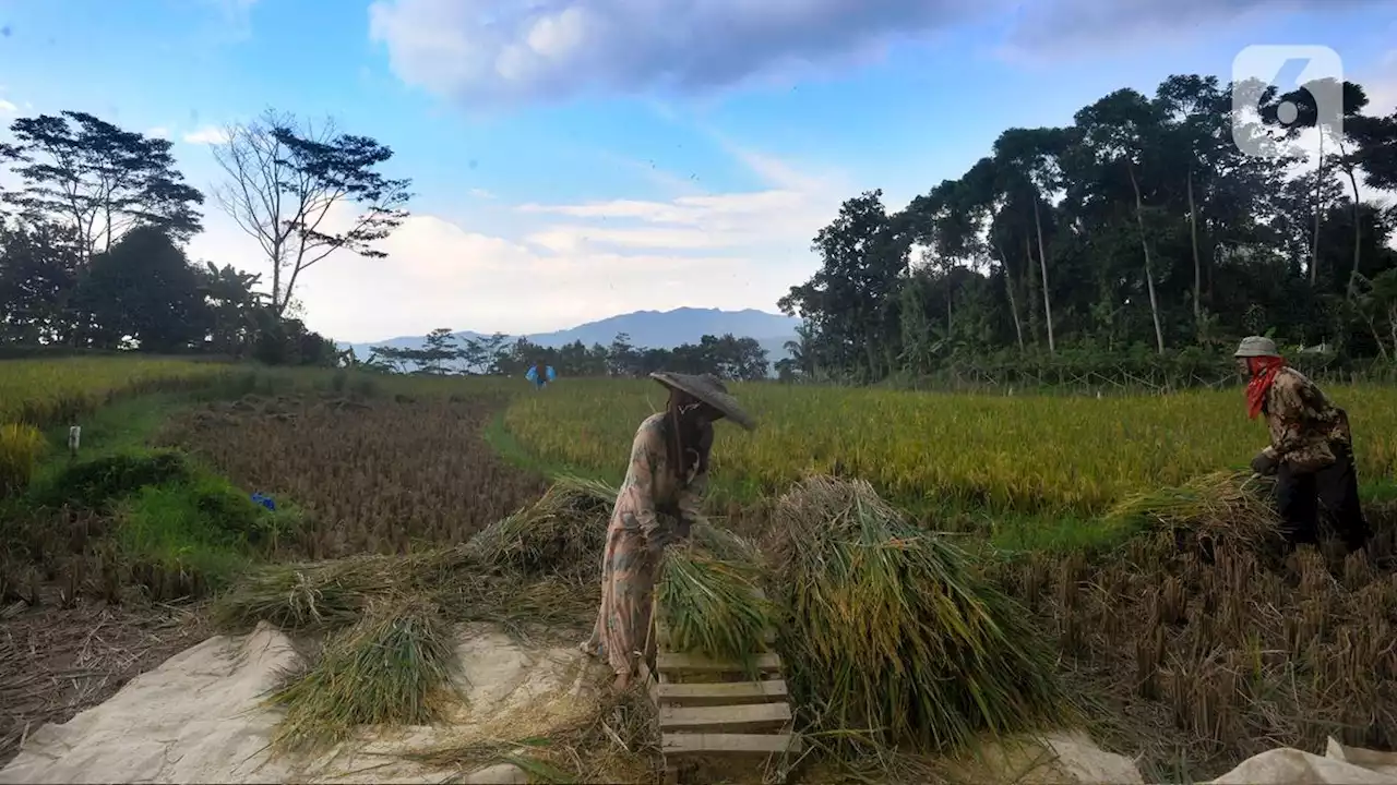 Kenaikan HPP Gabah Dinilai Tepat, Bantu Petani Makin Sejahtera