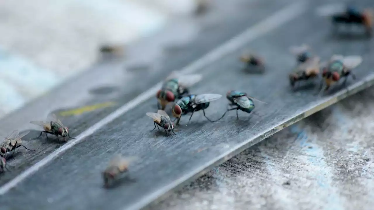 Moscas y mosquitos en verano: cuatro trucos caseros para eliminarlos para siempre