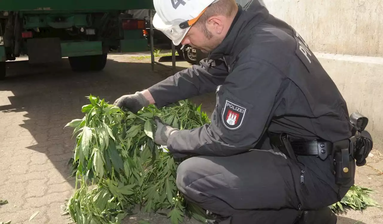 Drogenrazzia in Hamburg: Polizei stellt Marihuana-Plantage sicher