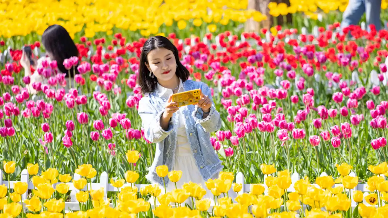 A touch of spring is coming Friday to the Puget Sound region