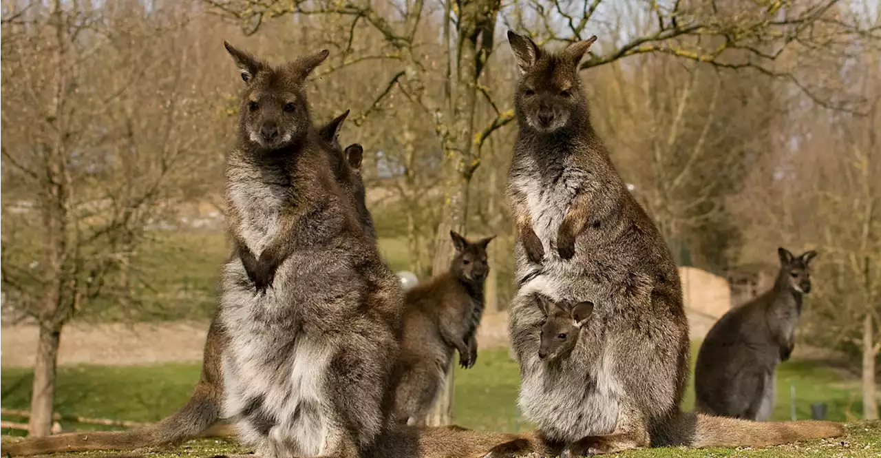 Ein Frühling voller Babys im Zoo Schmiding