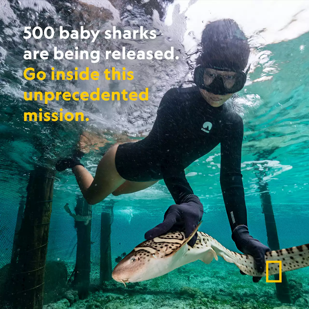 500 baby sharks to be released: An exclusive look at an unprecedented mission