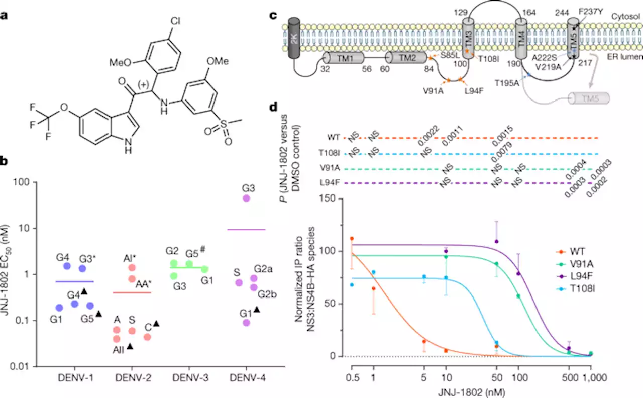 Blocking NS3–NS4B interaction inhibits dengue virus in non-human primates - Nature