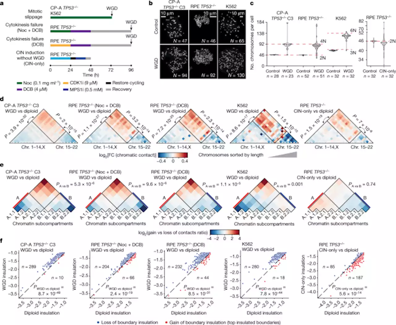 Whole-genome doubling drives oncogenic loss of chromatin segregation - Nature