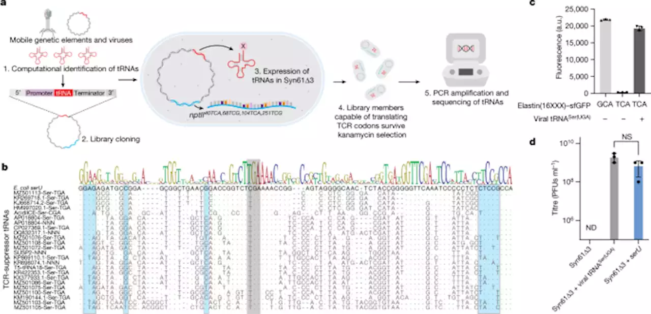 A swapped genetic code prevents viral infections and gene transfer - Nature