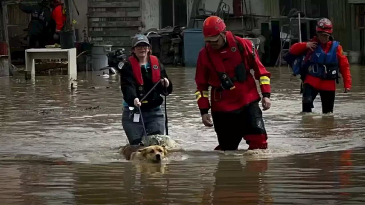 Pajaro Evacuees Reunite With Pets Left Behind During Flood