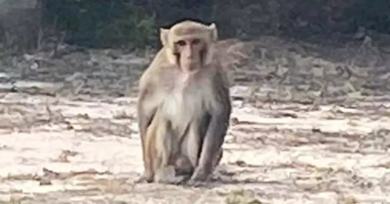 Pet monkey attacks Oklahoma woman before being shot and killed, police say