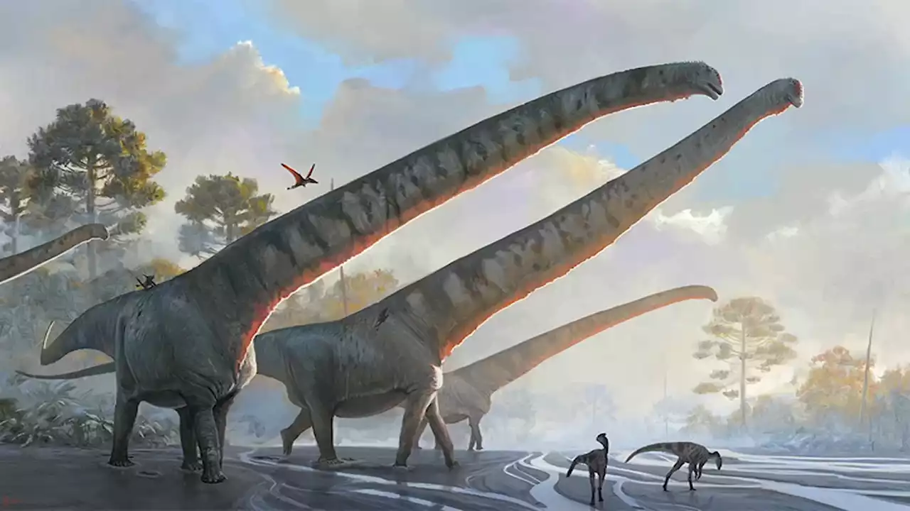 Fossil Analysis Reveals Dinosaur Had 50-Foot Neck (That's Longer Than a School Bus)