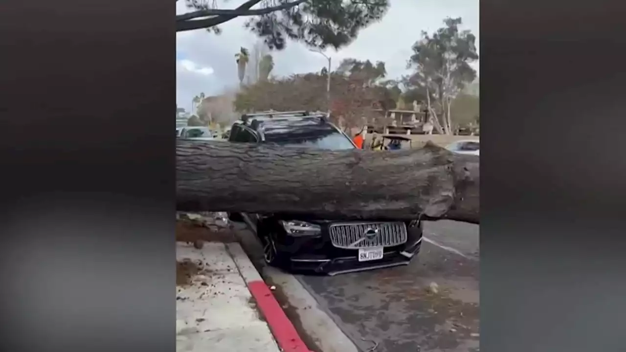 Crews respond to toppled trees across San Diego