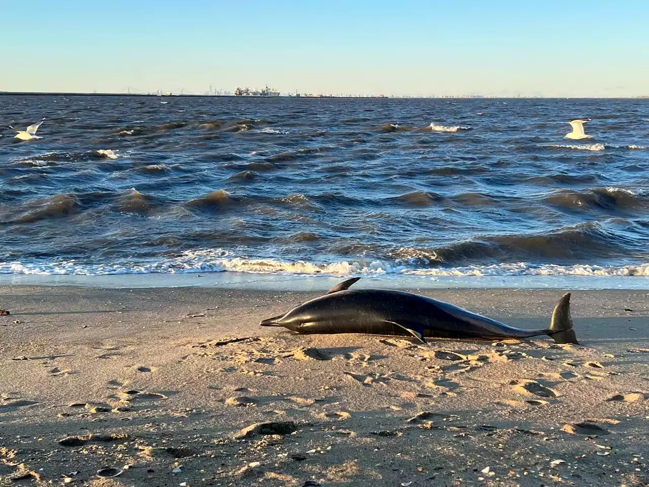 Dead dolphin washes ashore at N.J. marina