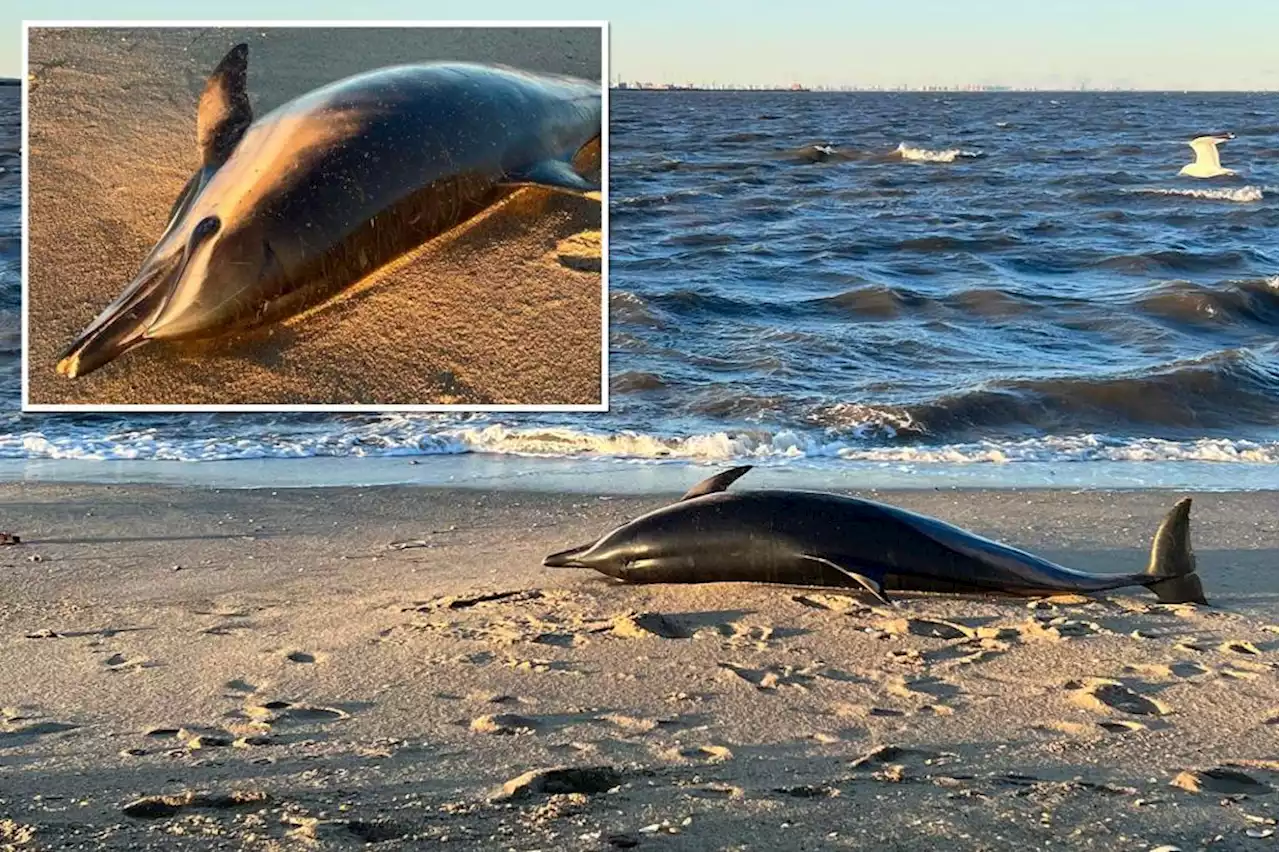 6th dead dolphin washes up in under a month at New Jersey marina